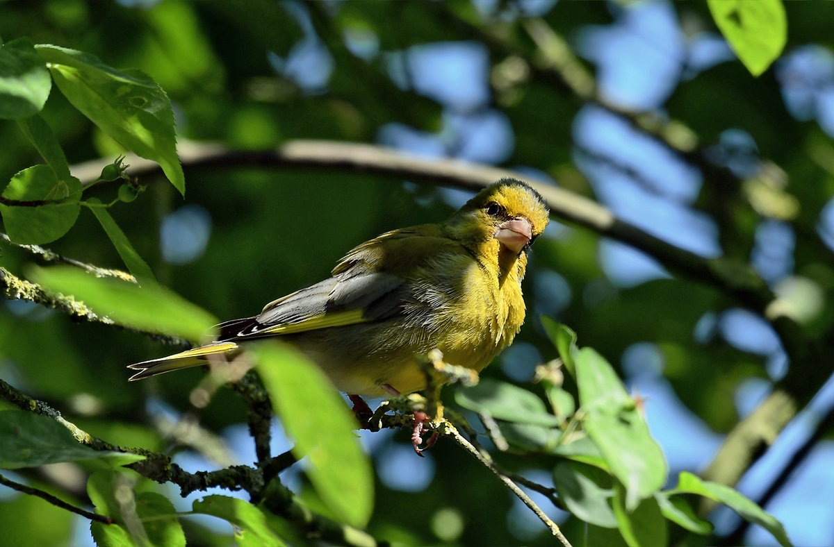 Kunnen de vogels in uw tuin ook #drinkwater of #badwater vinden met de hete dagen?

Ze zeggen wel eens, "de mussen vallen van het dak" als het zo heet is. Denk daarom aan onze gevleugelde vrienden bij deze droge en hete dagen.

<a href="/BoswachterFrans/">Frans Kapteijns</a> <a href="/vogelnieuws/">Vogelbescherming NL</a> <a href="/Sovon/">Sovon Vogelonderzoek Nederland</a> #wddommel