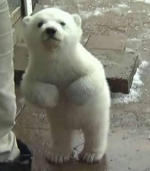 alex17ang's tweet photo. polite polar bear https://t.co/C8eaRkDh0U