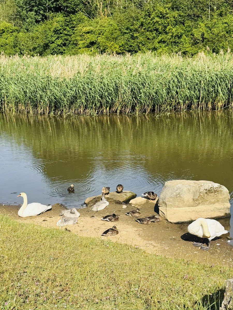 Vera_pooch's tweet image. All the birdy babies out this morning …. I was not allowed to chase them …. #Vera🐶
#sundayvibes 
#DogsOnX
#TwisiesOnTwitter 
#HerringtonPark