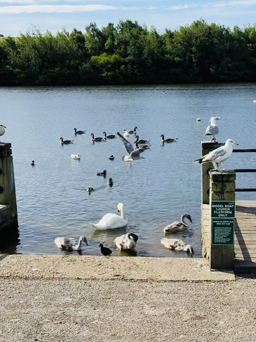 Vera_pooch's tweet image. All the birdy babies out this morning …. I was not allowed to chase them …. #Vera🐶
#sundayvibes 
#DogsOnX
#TwisiesOnTwitter 
#HerringtonPark