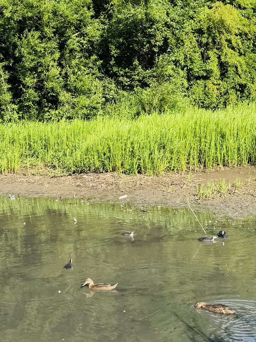 Vera_pooch's tweet image. All the birdy babies out this morning …. I was not allowed to chase them …. #Vera🐶
#sundayvibes 
#DogsOnX
#TwisiesOnTwitter 
#HerringtonPark