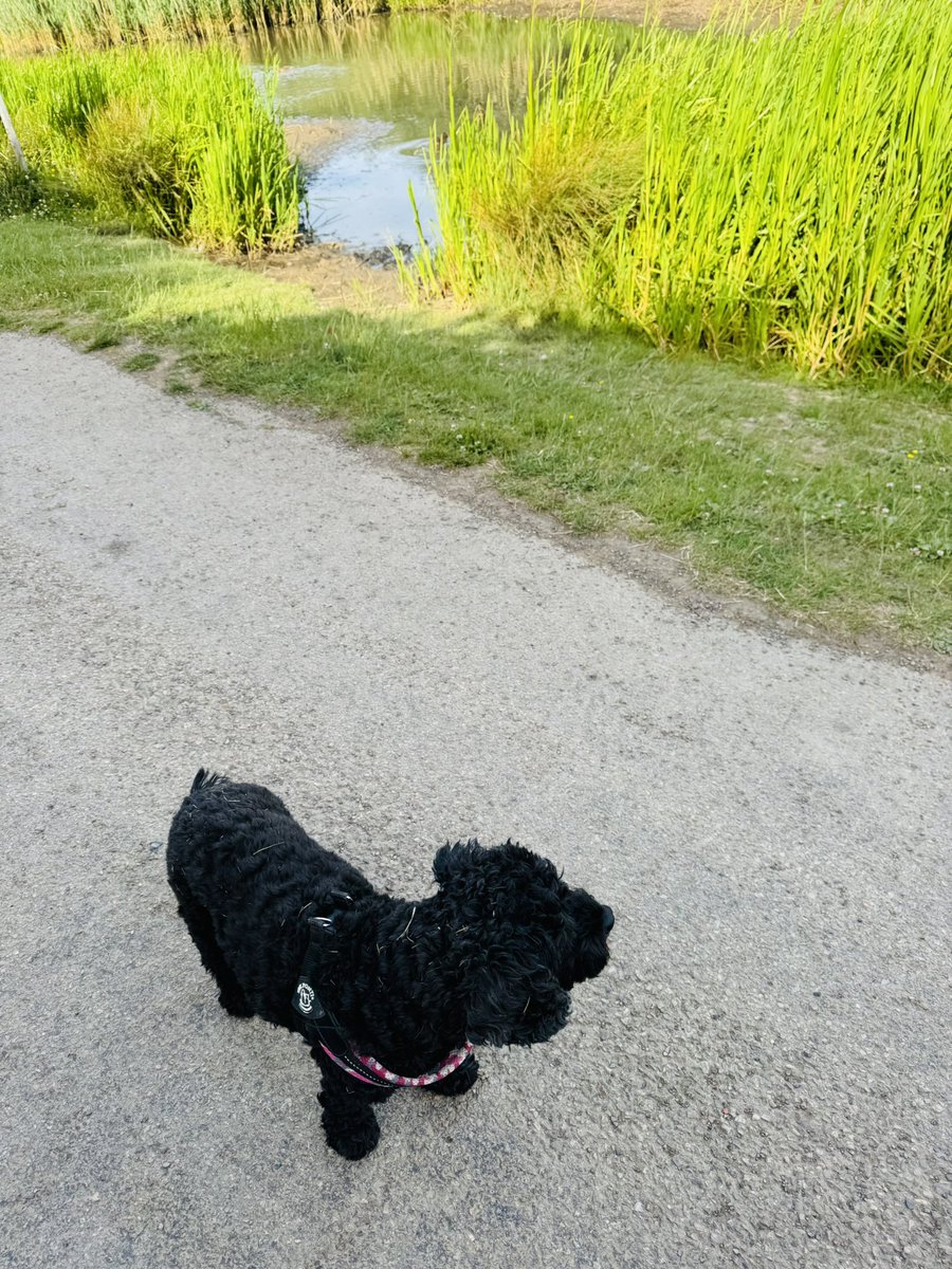 Vera_pooch's tweet image. All the birdy babies out this morning …. I was not allowed to chase them …. #Vera🐶
#sundayvibes 
#DogsOnX
#TwisiesOnTwitter 
#HerringtonPark