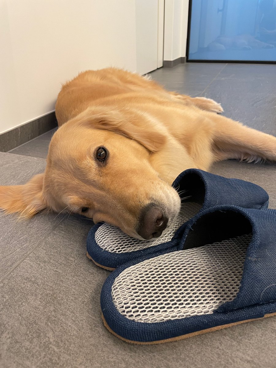 暑すぎるわん、、