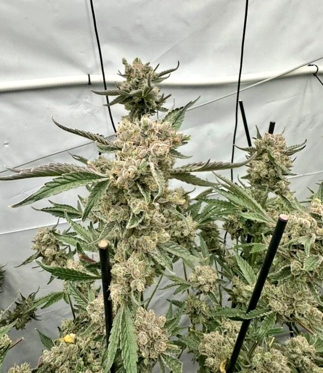 ProXL_Spain's tweet image. Si cultivas con💡utiliza #ProLed.
Es un corrector de excesos y carencias: 
-Exceso de contaminación lumínica por encendidos y apagados bruscos, errónea distancia de la luminaria..
-Carencia de calcio y Magnesio.
Además protegeras a tu planta de hongos y plagas.
Pídelo en tu grow!