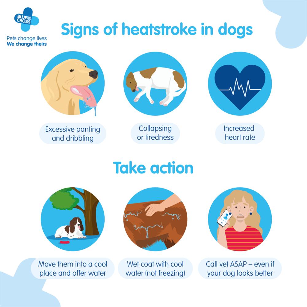 Unlike humans, dogs cannot sweat. They rely on panting and releasing heat through their paw pads and nose to regulate their body temperature. 🌡️

As temperatures rise, be aware of heatstroke signs and act quickly. Share this to help save lives.

👉 bit.ly/44zi9Jf