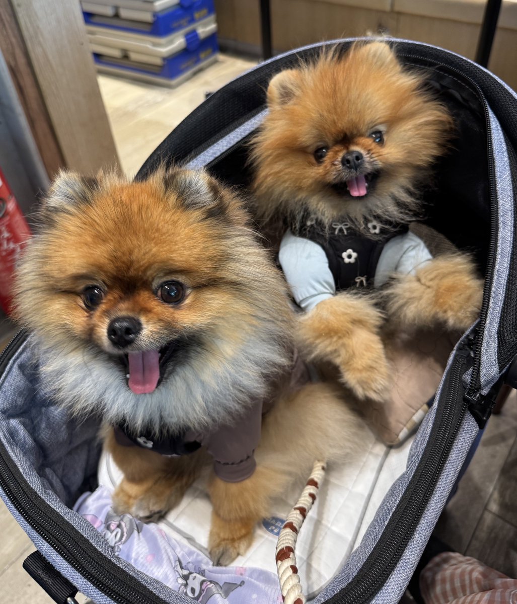 jun_pomeranian's tweet image. 幕張のドトールで休憩してたらおじ様に「兄弟？」「何歳？」とニコニコ質問していただき最後に「長生きしてね☺️」と優しくバイバイしてもらってニコニコだった2人🐶🐶