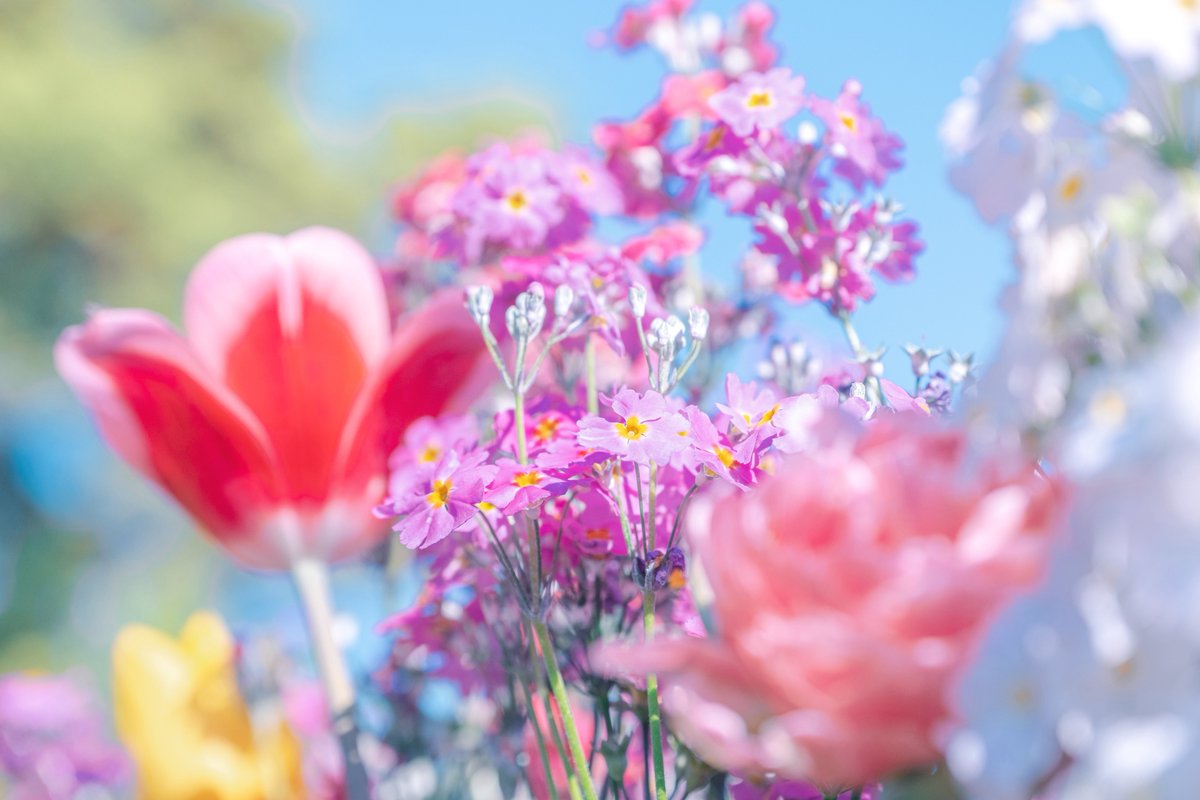 花に励まされる日があってもいいよね。