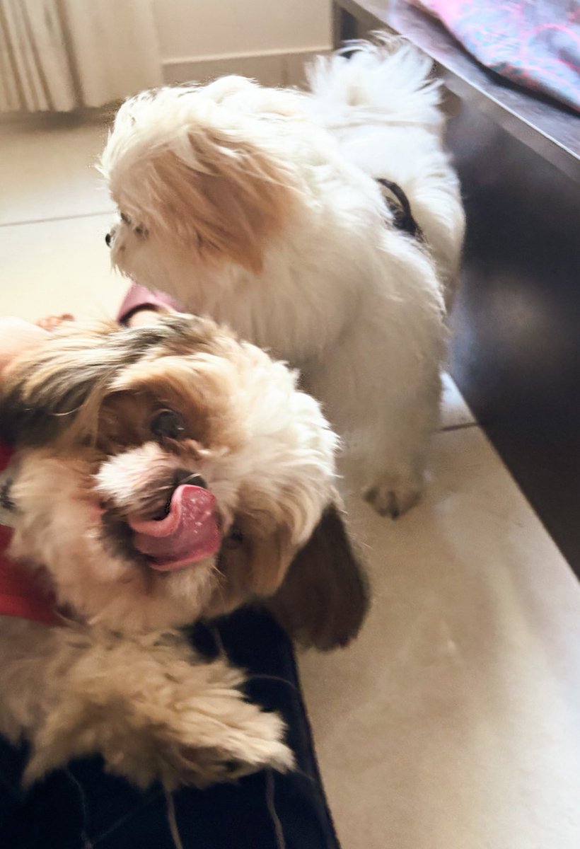 shailly_k's tweet image. I was dogsitting one who knew Kannada commands. Mineβs trained in Hindi.
They still became instant friends. π©΅
Makes you wonder how much we overthink communication.
