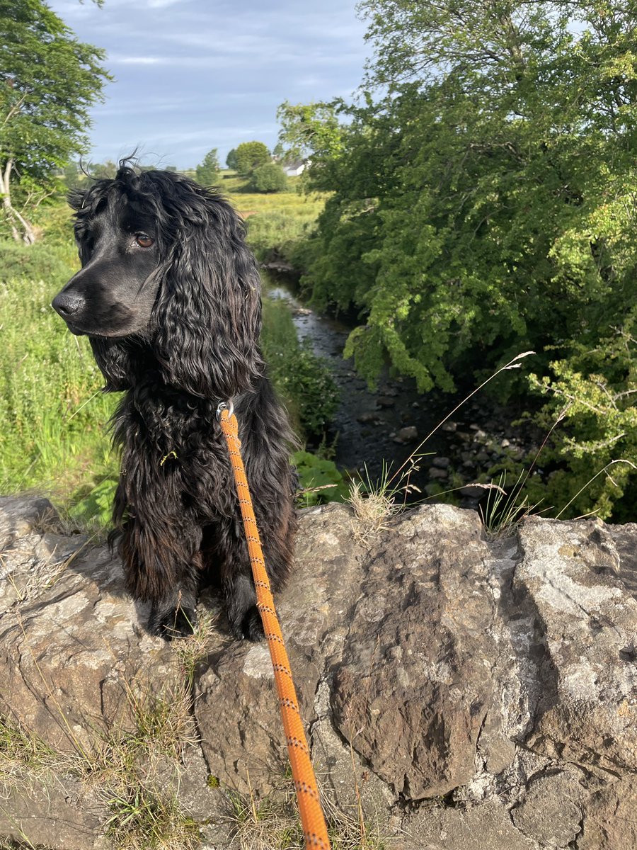 KevinFXL's tweet image. A wee rest on his early morning walk. More interested in the cows opposite instead of checking for fish in the river. For over 20 years I have been checking for fish with 3 different dogs and we have never seen any. There is fish there, the heron on the river let’s me know.