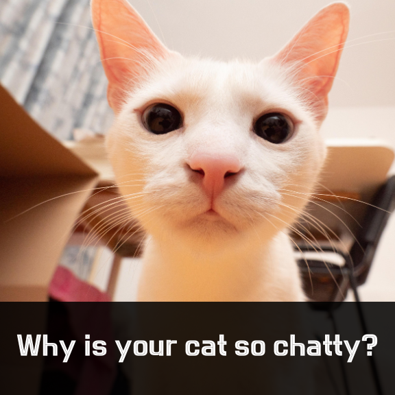 shinO7_O7's tweet image. 😺 Why is your cat so chatty?

Japanese scientists discovered that a cat's tendency to meow may be linked to its AR gene on the X chromosome.

Shorter gene sequences = louder meows &amp;amp; bolder behavior.

Your cat’s talkativeness might be… genetic.
#CatScience #Genetics