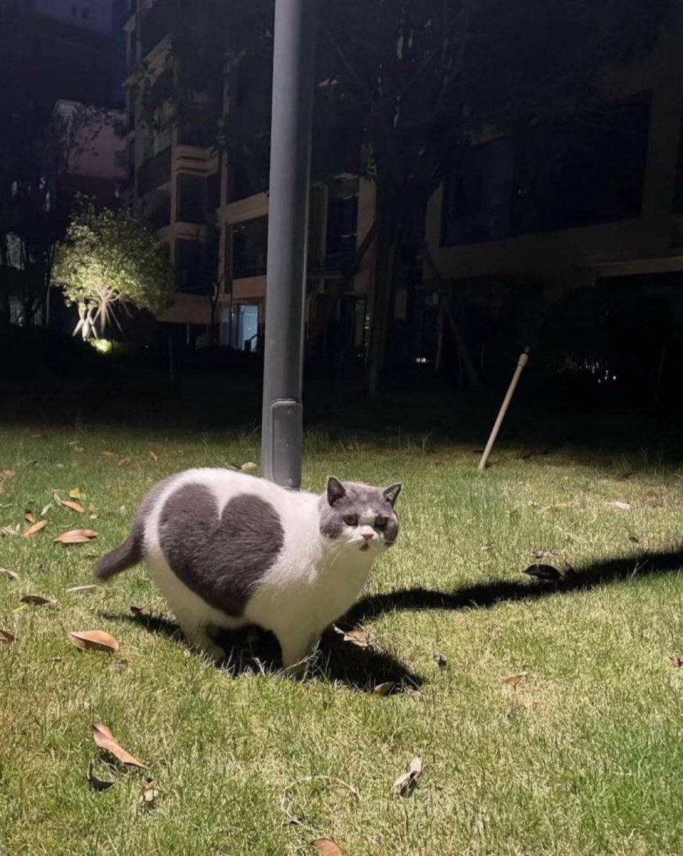 大きなハートを背負った猫