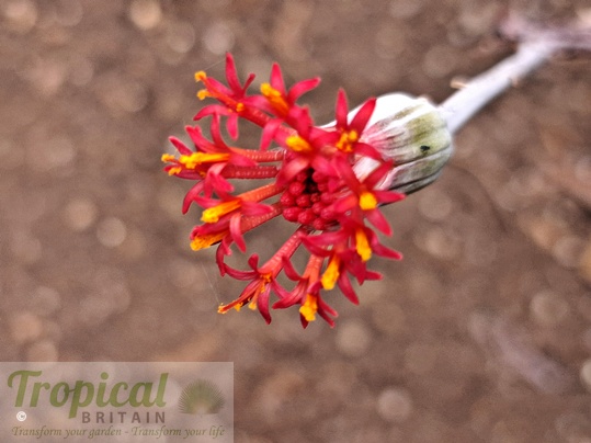 Kleinia stapeliiformis