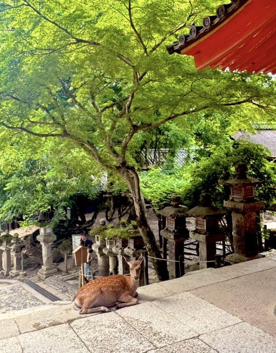 奈良的鹿🦌