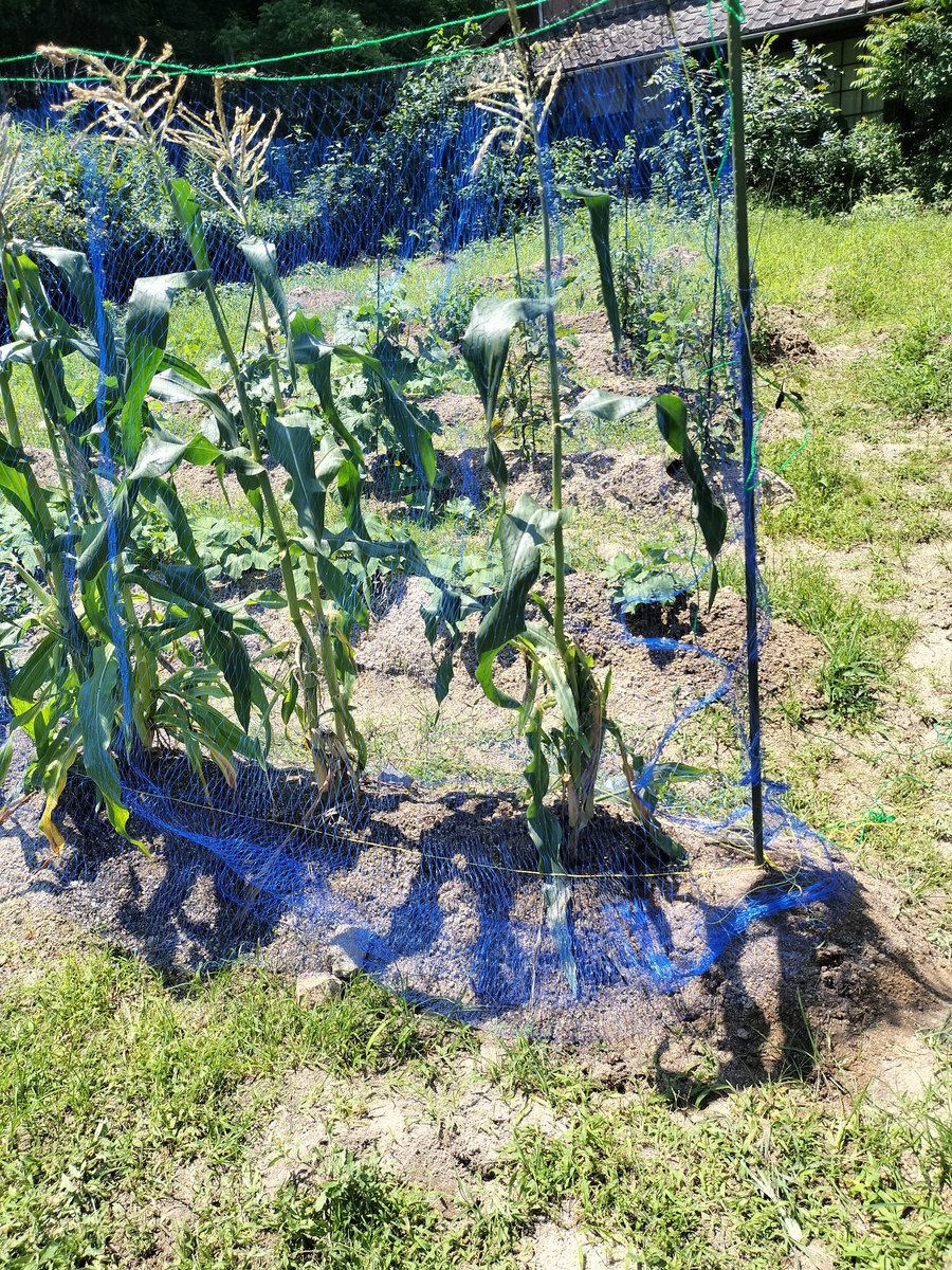 akkyogi's tweet photo. ほとんど動物さんに食べられてしまい…今さらですが、とうもろこしにネットを張りました😆
#家庭菜園 #島暮らし #瀬戸内海 #離島 #ヨギー https://t.co/eH3n8CBToH
