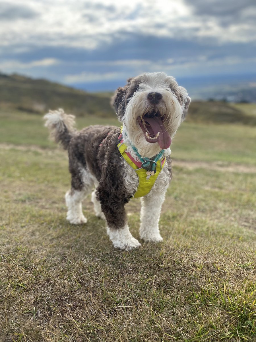 Dogs don’t worry if another dog is prettier than they. 
They don’t wish they had a fancier house. 
They don’t yearn for status. 
They find happiness in nature, in connections and in doing what they love. 
Chasing that ball, barking at that squirrel, running in that grass. 
They