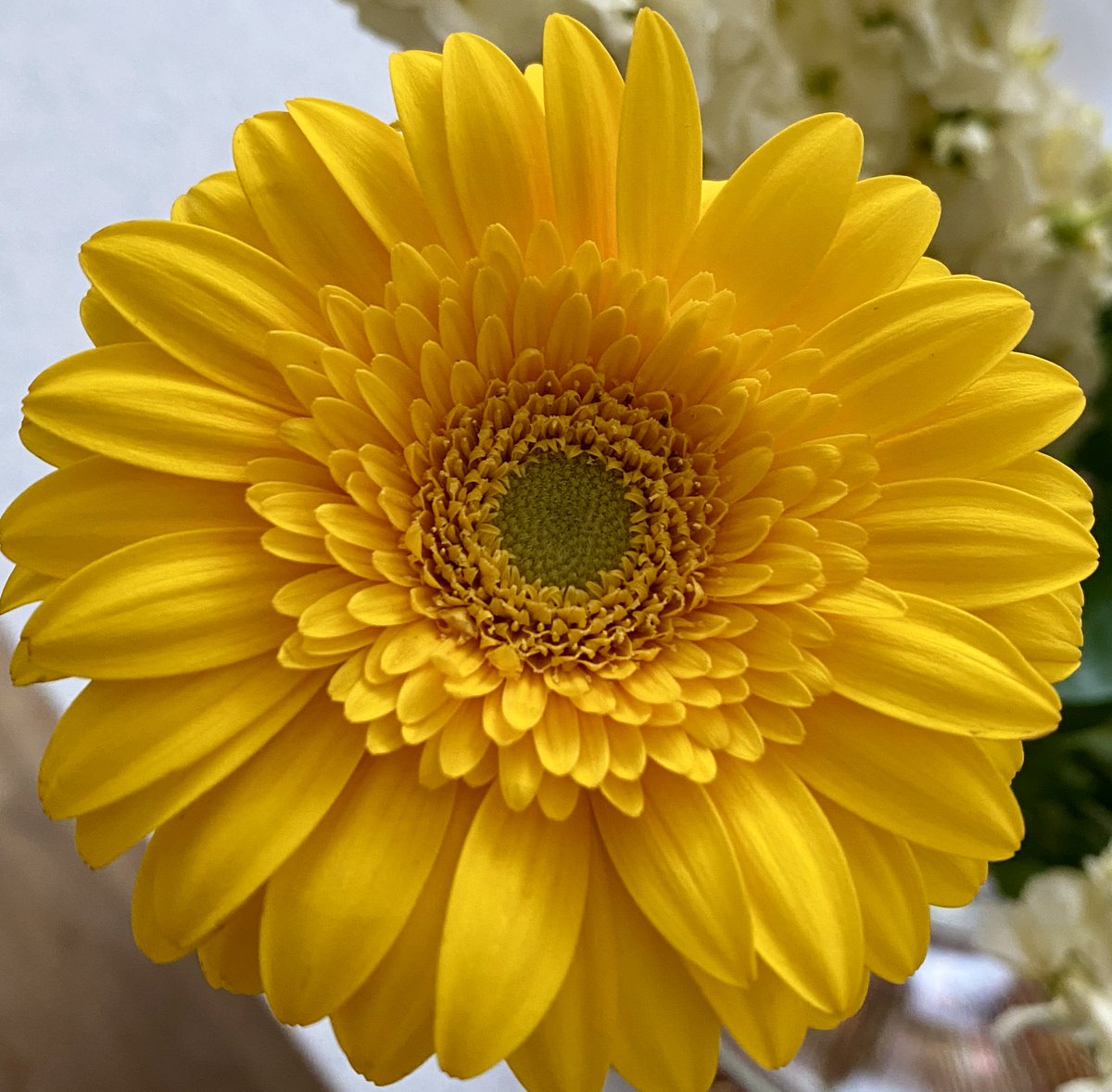 Happy #SundayYellow everyone. Have a fabulous day.