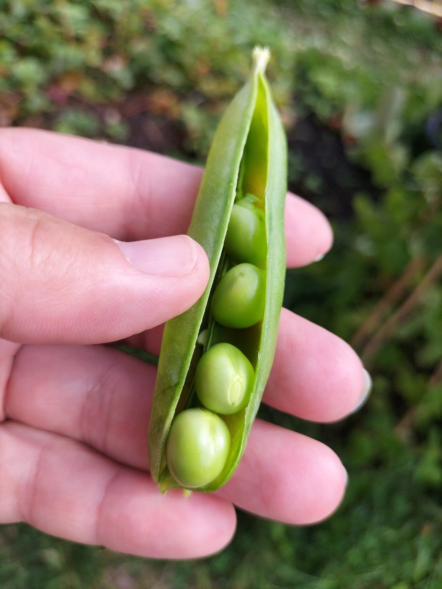 SAPS FEO tweet media