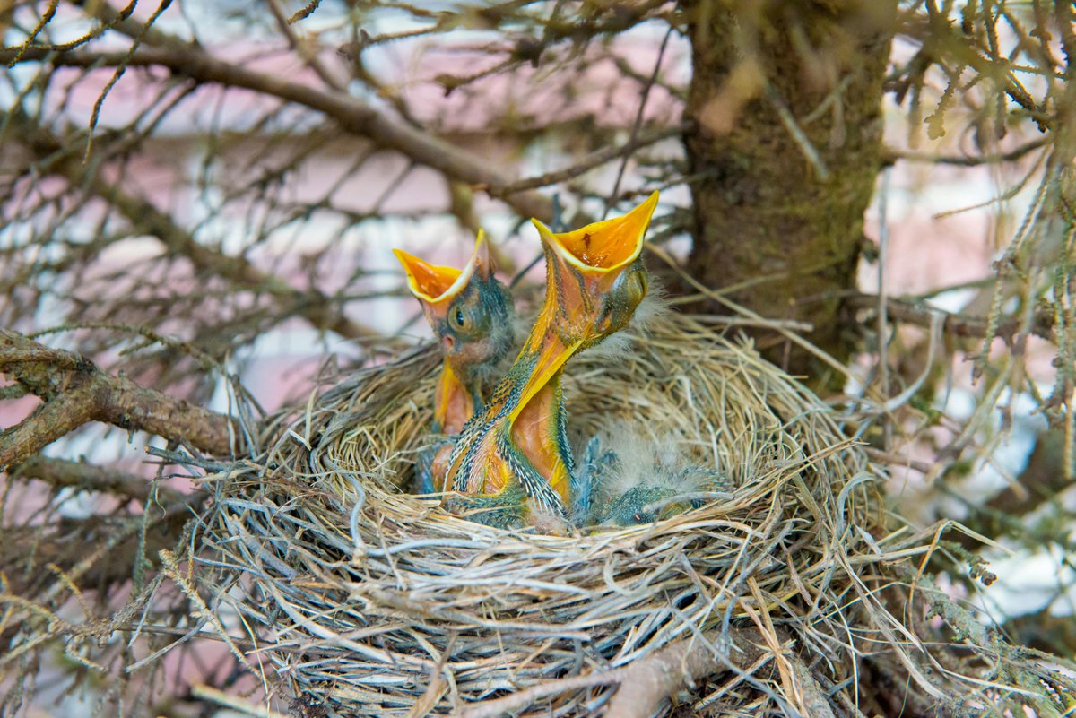 Fyxtranova's tweet photo. It’s not just a nest. It’s the center of a little world. https://t.co/ZtHyTcGDA2