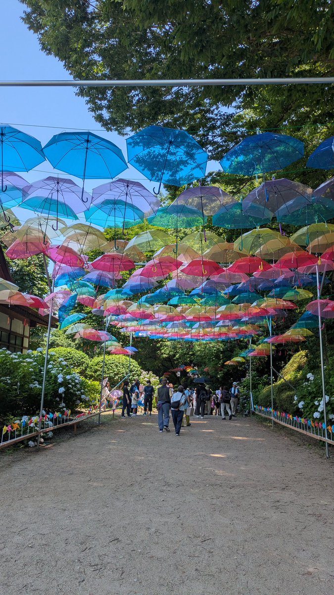 tochigi___boy's tweet photo. 紫陽花の季節！🥰✨

ということで、黒羽城址公園で開催されている🎉
「紫陽花まつり」
に行ってきました〜♪

およそ6,000株💕の紫陽花はメッチャキレイ✨✨✨

#栃木県 #黒羽城址公園 #紫陽花まつり #紫陽花 #あじさい #登山 #花 #自然 #癒し #花のある暮らし #hydrangea #flowers #オススメ https://t.co/OObdPhREa0