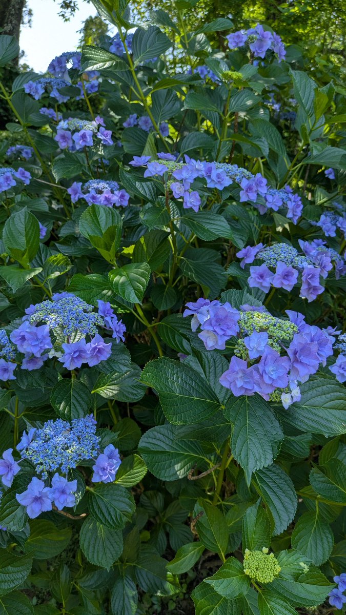 tochigi___boy's tweet photo. 紫陽花の季節！🥰✨

ということで、黒羽城址公園で開催されている🎉
「紫陽花まつり」
に行ってきました〜♪

およそ6,000株💕の紫陽花はメッチャキレイ✨✨✨

#栃木県 #黒羽城址公園 #紫陽花まつり #紫陽花 #あじさい #登山 #花 #自然 #癒し #花のある暮らし #hydrangea #flowers #オススメ https://t.co/OObdPhREa0