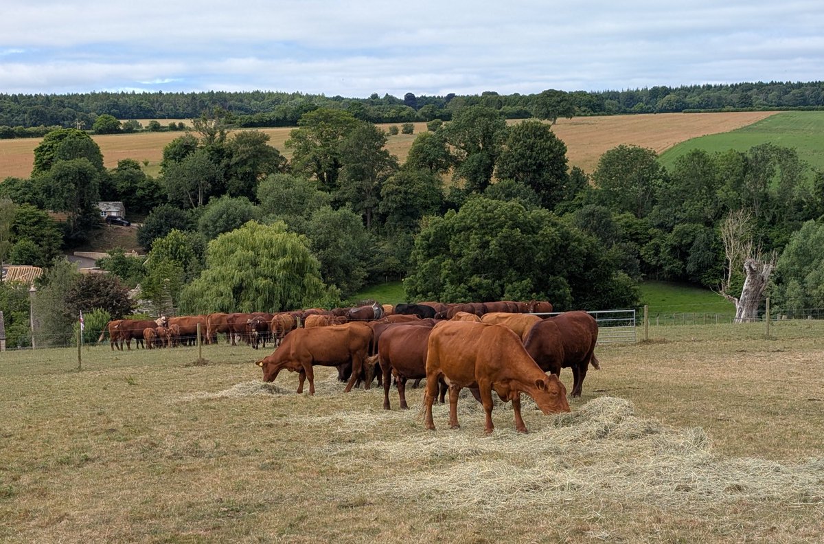 This is a first for me, feeding suckers in June cannot grow grass on the Cotswolds without rain and we have been dry since April.