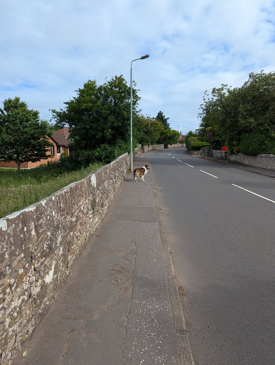 Early morning walk with Stevie, Nell and Rex