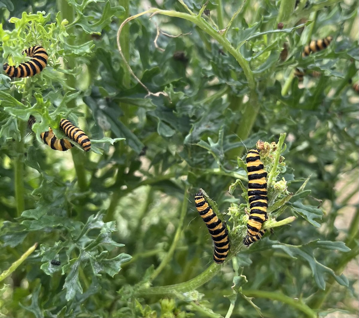 Giftige combinatie: Jacobskruiskruid en zebrarups.