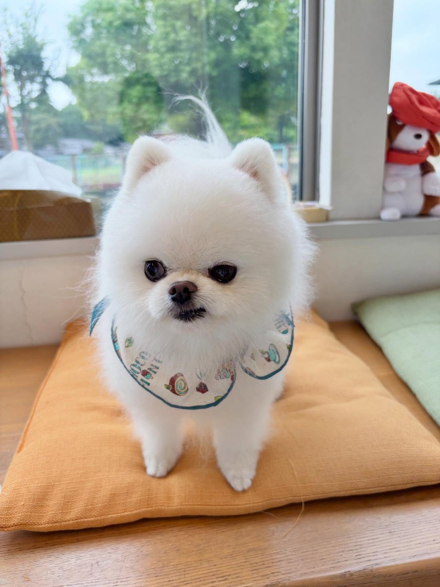 完全に怒ってる…🤣 #grape動物 #ポメラニアン 飼い主「ごめんよ