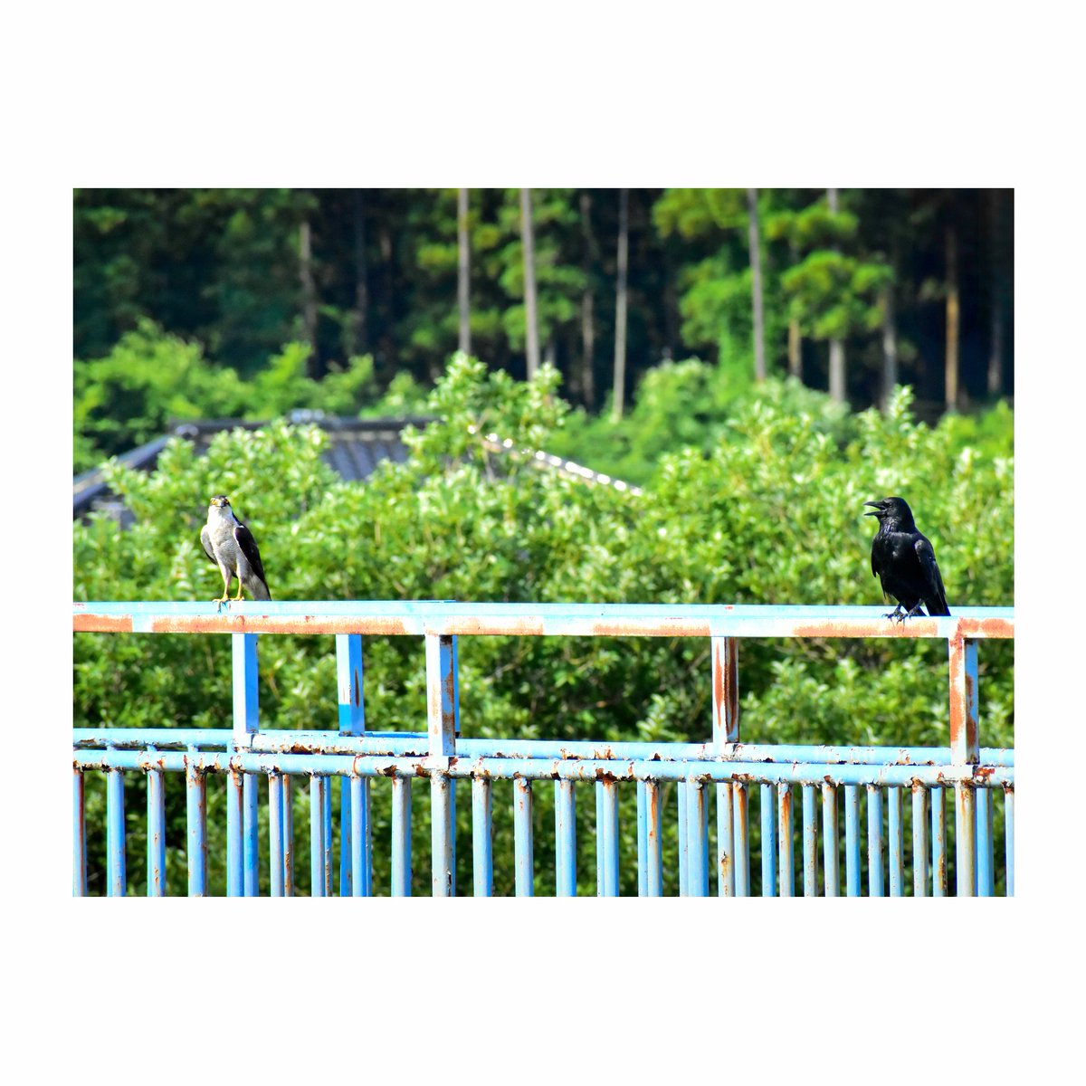 hiroyuki_0014's tweet photo. 『 山水花鳥風月図 ・鳥 ／The beauties of nature・The Bird 』
「 オオタカ (大鷹) 」Northern Goshawk
#Wildgrass #野鳥 #Wildbird #自然 #Nature #風景 #Landscape #光景 #花 #flower #オオタカ #大鷹 #Northern_Goshawk https://t.co/IcyUcqKp2M