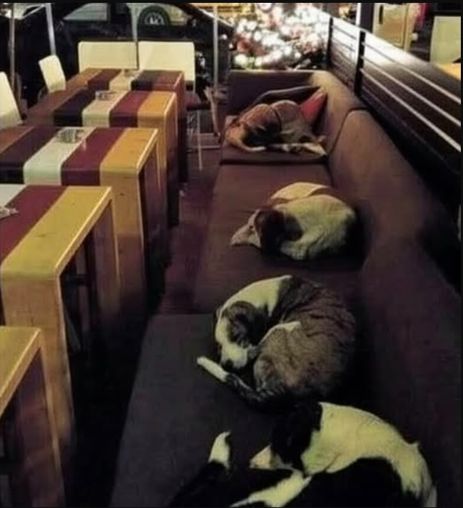 TweeetsOfDogs's tweet photo. In Portland, Oregon, there’s a small coffee shop called Cozy Bean. During the day, it’s what you’d expect—people stopping in for a hot drink, soft background music, the usual warmth of a neighborhood café.
But something unexpected happens after closing time.
Once the customers leave and the lights are turned off, the owner turns them back on—but not for more business. He opens the doors again, this time for a different kind of guest: street dogs.
Since 2018, Cozy Bean has quietly offered shelter to stray dogs in the area. There's no advertising, no big signs, no posts asking for attention. It’s just something the owner does—every single night.
Inside, he sets out old blankets, cushions, and bowls of clean water. The dogs come in from the cold, some limping, some soaked from the rain, and they find a place to rest. They aren’t locked in or forced to stay. They just know they’re welcome—and they settle in like they belong there.
Some of the dogs are regulars. Others come and go. But every night, they have somewhere safe to sleep. A break from the noise and danger of the street.
The owner doesn’t do interviews. He doesn’t expect anything in return. He just makes space for those that have none.
It’s a simple act—opening a door, turning on a light, offering a little comfort. But it shows a level of compassion that’s hard to find in today’s world.
This isn’t about saving the world. It’s about doing what you can, right where you are. And that, in its quiet way, is something extraordinary.