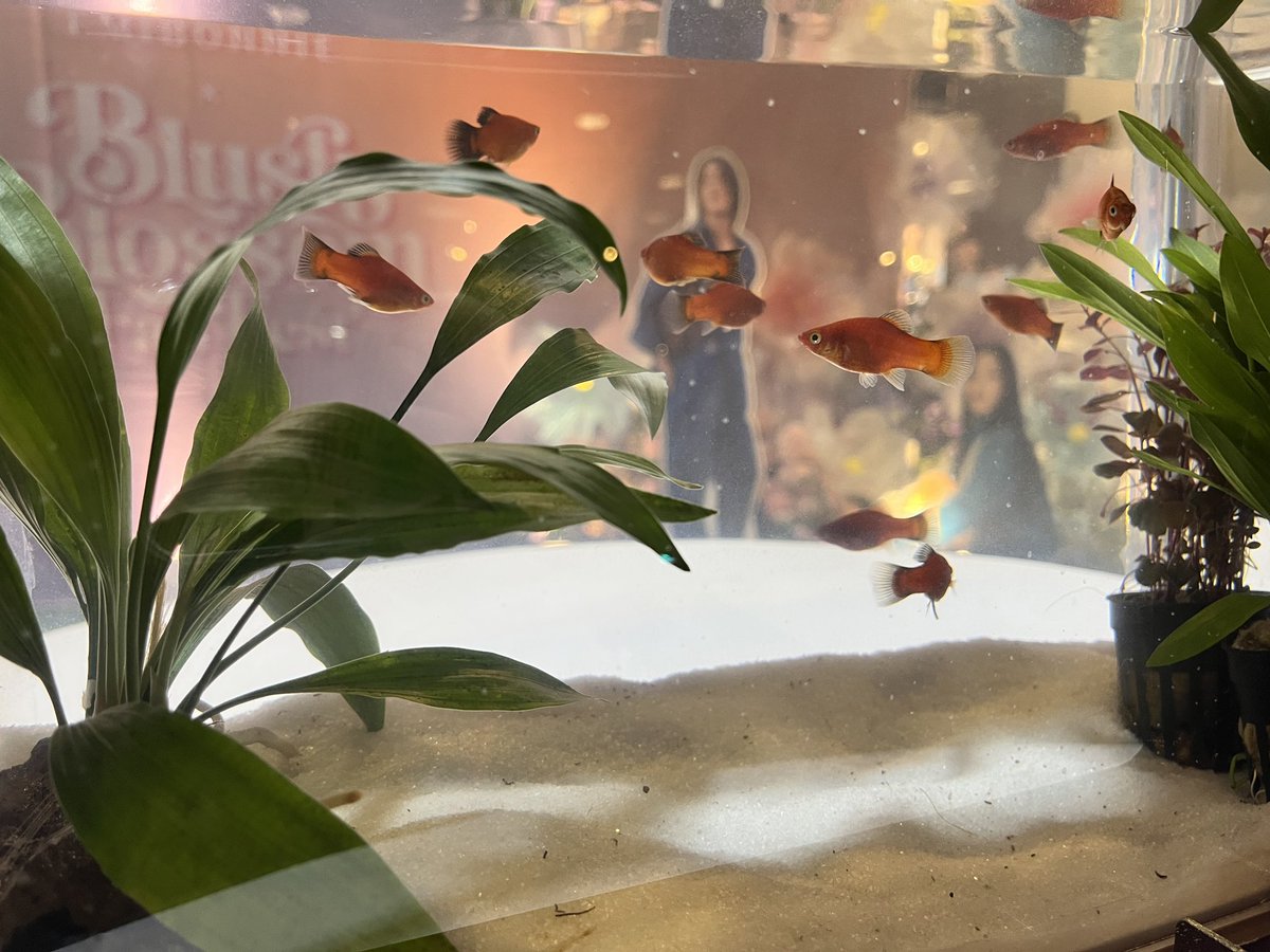 ShirleyRaa___'s tweet photo. EmiBonnie is Always Blooming 
#BBFanFestD2 https://t.co/V2fjM5izmN