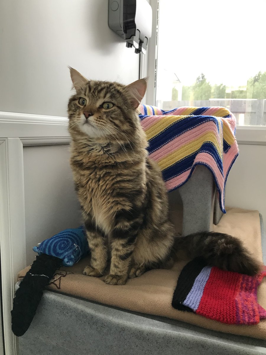Tyneside Cat Centre (@catstyneside) on Twitter photo 🐾 Do you recognise this cat? 🐾
This lad arrived to us as a stray from the NE32 area, and he isn't chipped or neutered.
If you have any info, or you recognise this guy, please contact us on 0192 653 1052 / enquiries@tynesideac.cats.org.uk
Thank you 🤎 🐾 Do you recognise this cat? 🐾
This lad arrived to us as a stray from the NE32 area, and he isn't chipped or neutered.
If you have any info, or you recognise this guy, please contact us on 0192 653 1052 / enquiries@tynesideac.cats.org.uk
Thank you 🤎