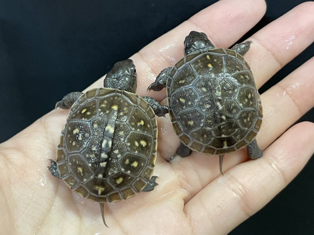 多甲コンビ。
左の個体は左肋甲板が少甲。