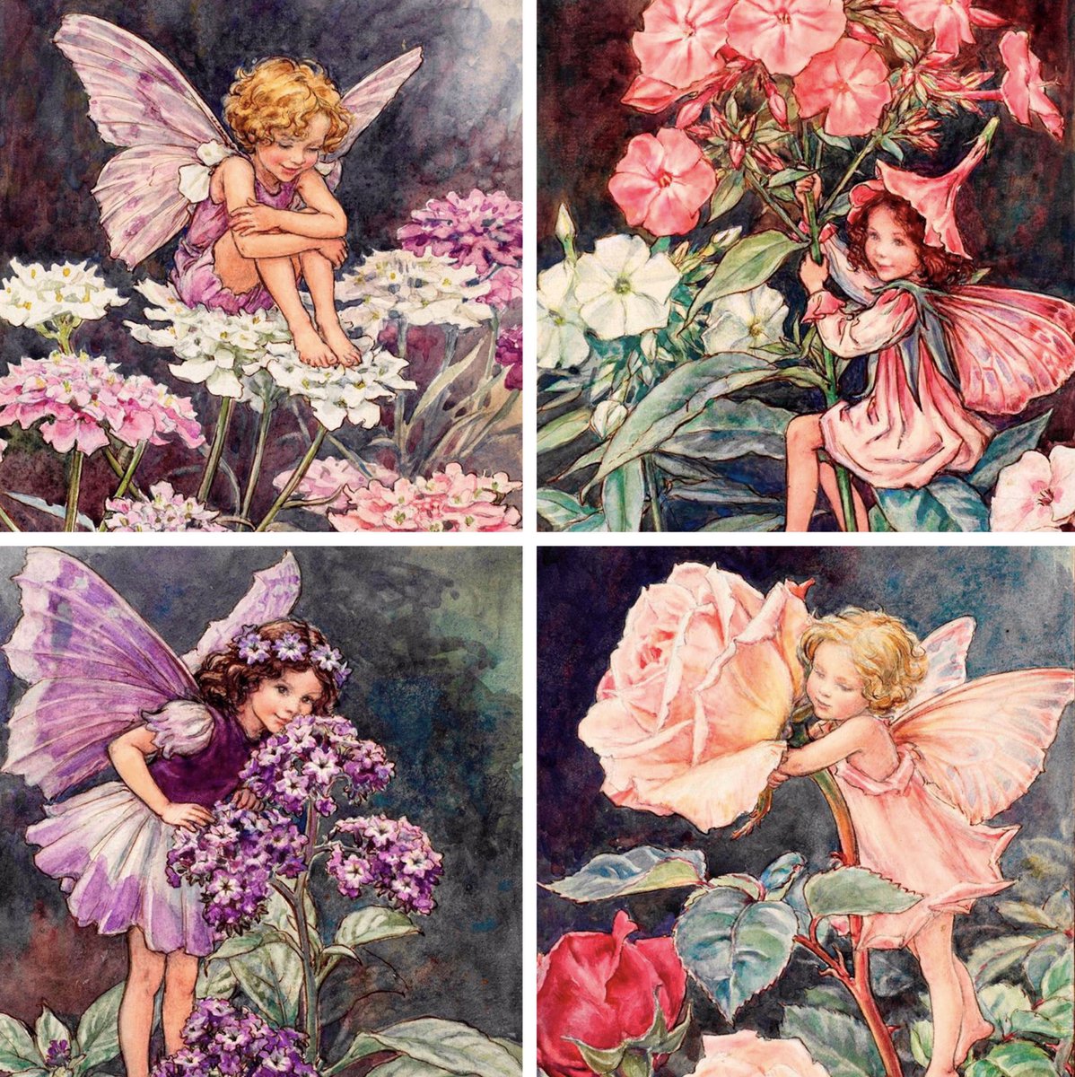 Some flower fairies of the #summer to  celebrate their creator Cicely Mary Barker’s birthday at the end of June. 
Here are: Candy Tuft, Phlox, Heliotrope, &amp; Rose #FolkloreSunday