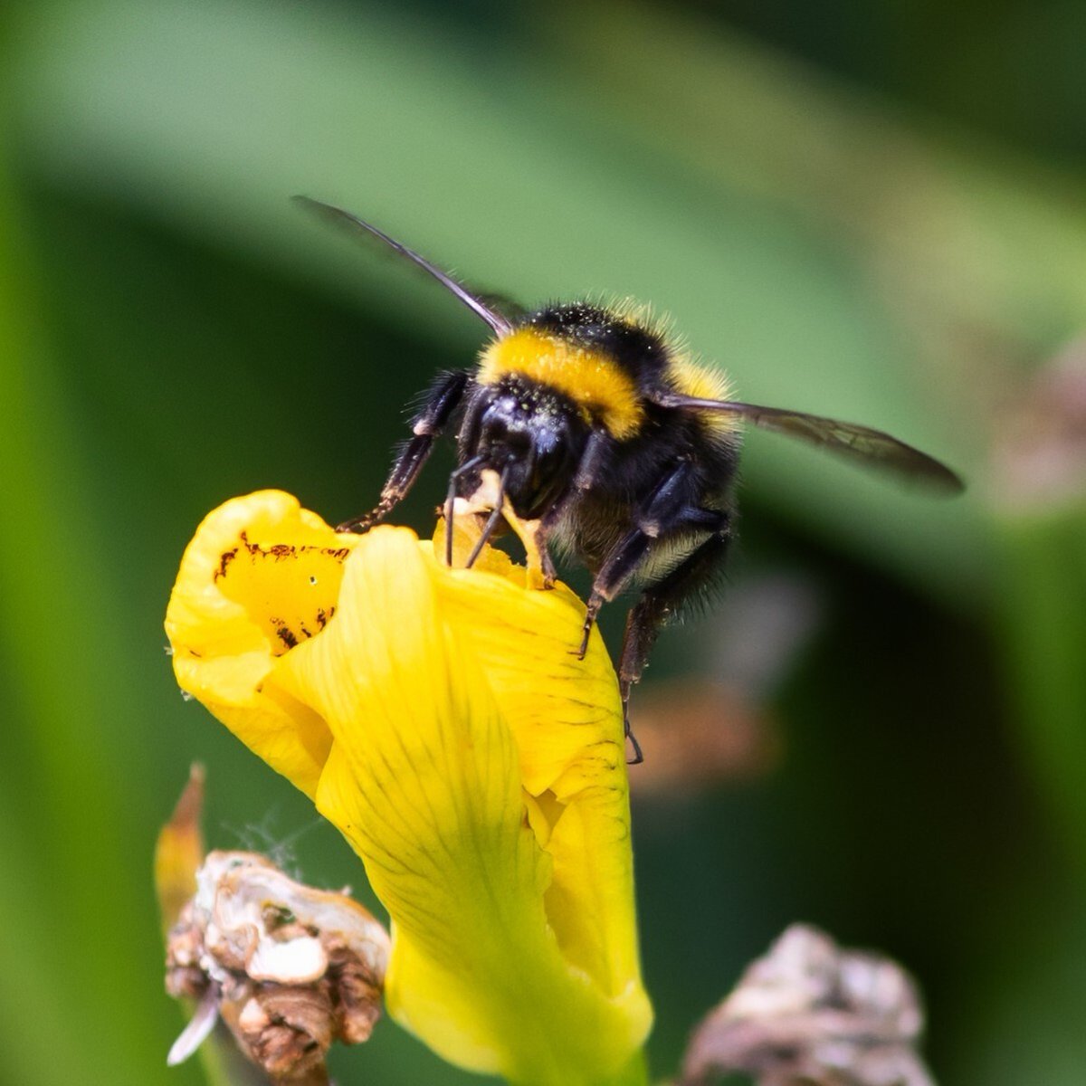 We've seen red beetles and blue damselflies, so our appreciation of summer colours in the woodland wouldn't 'bee' complete without the third primary colour of yellow. We hope you are enjoying finding &amp; creating art in the wild this week of #30DaysWild! #InsectWeek #TimeInNature