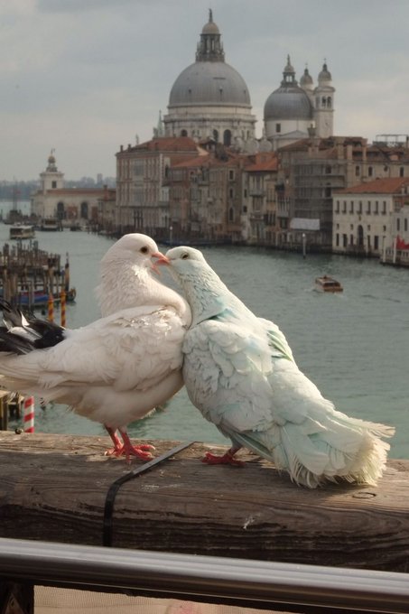 SidneyAzoulay's tweet image. — Merci Jeff pour ce mariage à Venise ! Ça a dû te coûter un max !
— Tu sais bien ma Lauren que pour toi je ne roucoule devant aucune dépense !
#Venise #JeffBezos #LaurenSanchez #Mariage