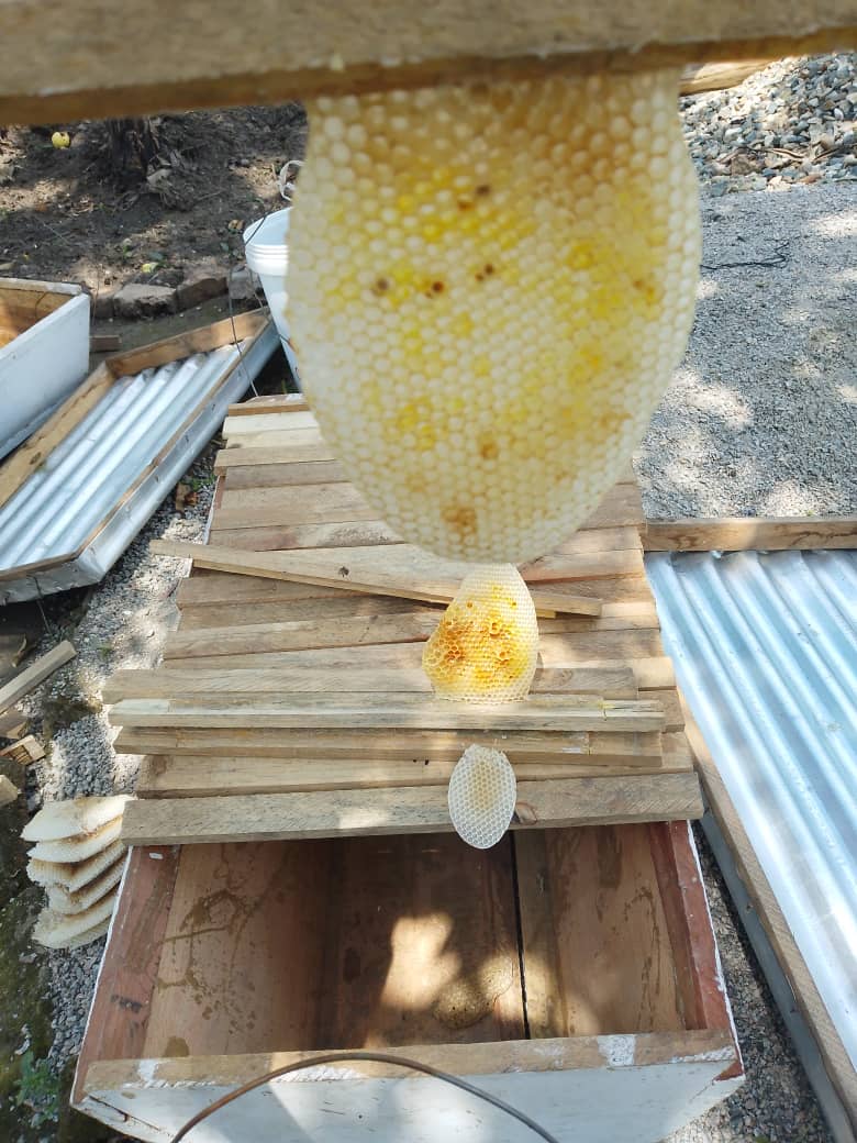 uganda43739's tweet image. Did you know honeycombs are a structural engineering masterpiece? 🐝🏗️ Hexagons provide max storage, distribute stress evenly &amp;amp; fit together perfectly 🌟 Mind-blowing example of nature&apos;s mathematical precision &amp;amp; efficiency! 🤯 #Honeycomb #NatureEngineering