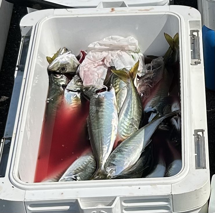 今日は昨日に引き続き、kenさんにアジ釣りに連れて行ってもらいました。TAKASHIさん、キノピーさんも初めましてで、お二人共とても段取り良く、凄くたくさん釣られてました😆
アジってしまなみには居ないのかと思ってましたが、いる所にはいるんですね😅
途中は写メ撮る間も無かった😭