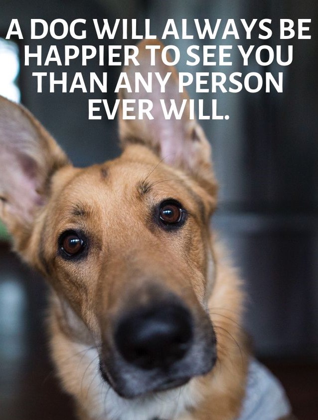 𝕏 Dogs (@_xdogs) on Twitter photo 