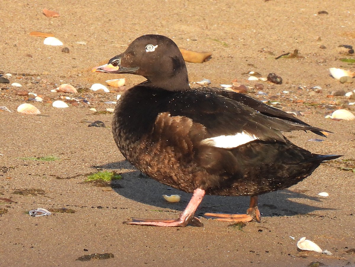 KGbirder (@kgbirder) on Twitter photo A few more pics of the White-winged Scoter at Musselburgh this morning. There has to be a good chance it will hang around for the next few months while it undergoes its moult. <a href="/birdinglothian/">Birding Lothian</a> A few more pics of the White-winged Scoter at Musselburgh this morning. There has to be a good chance it will hang around for the next few months while it undergoes its moult. <a href="/birdinglothian/">Birding Lothian</a>