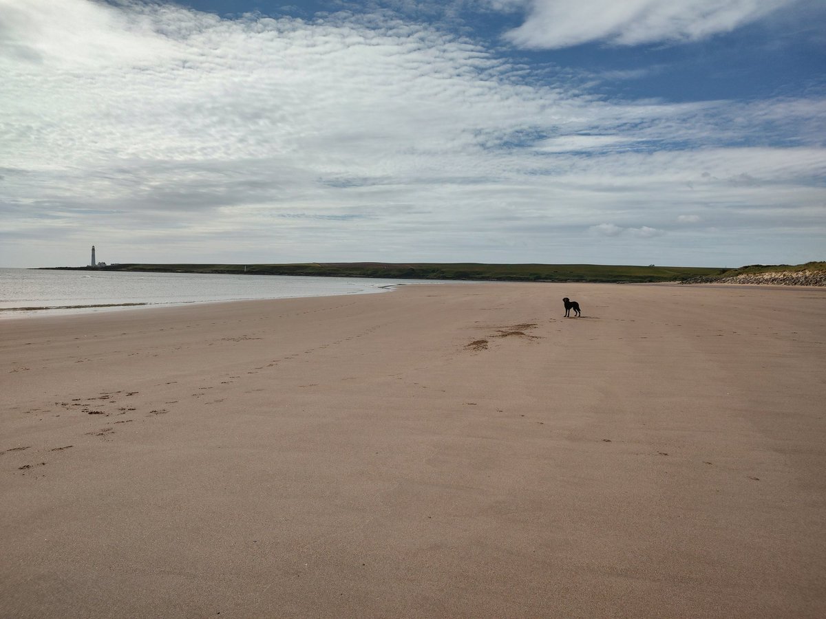 Vicky Chapman AssocCIPD tweet media