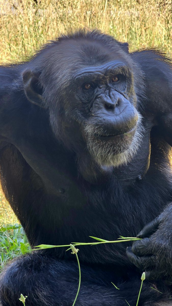 MONA_UK's tweet image. If you’ve seen Part 2 of the video “Ways of Living Life”, then you’ve already met Juanito.
💚 Adopting Juanito is a beautiful way to care for him and make sure he can keep enjoying life just like that: at his own pace, with peace and calm
👉 mona-uk.org/help-us