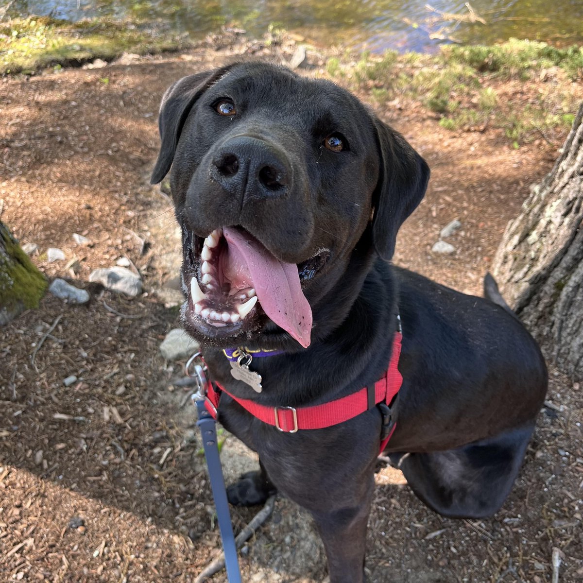 Let's put our paws together for Jude, who is now with his new people!
Thanks to the efforts of our team, who provide foundational training to every dog and carefully facilitate the happy ending for many dogs just like Jude. Congratulations, Jude!  #HappyTails  #DogRescue