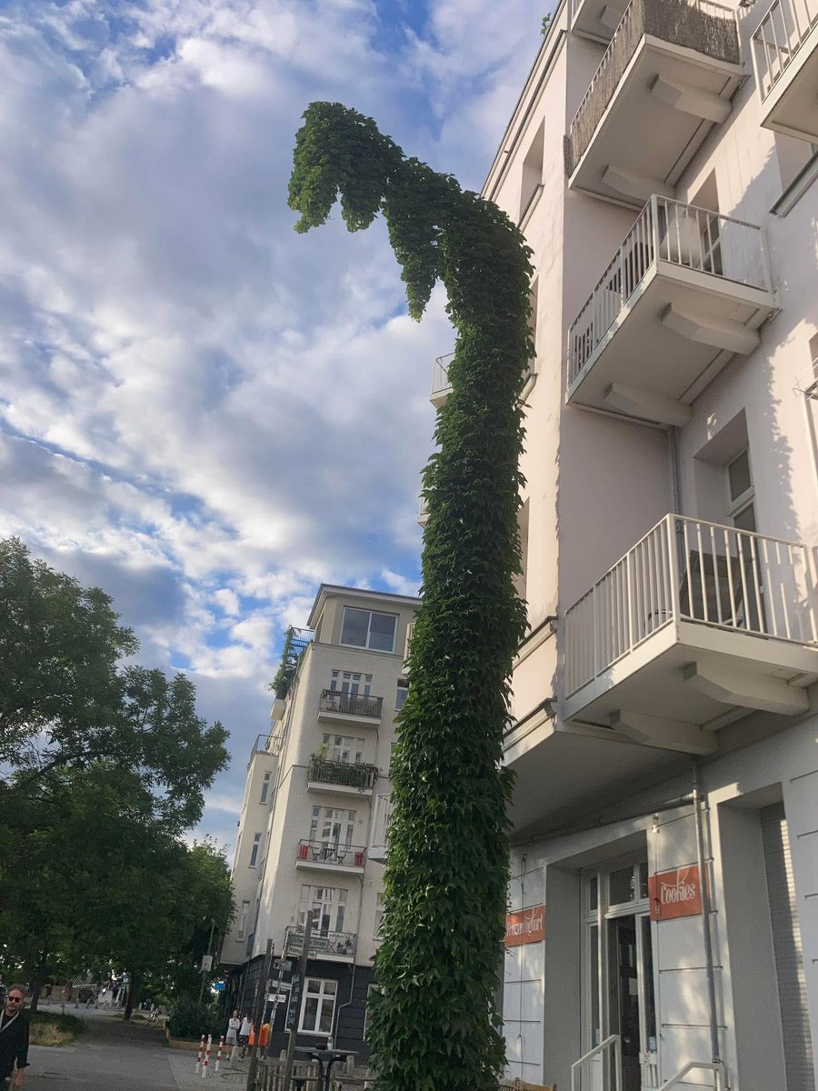 Good morning from (and to) Prenzlauer Berg’s leafy lamppost 👋