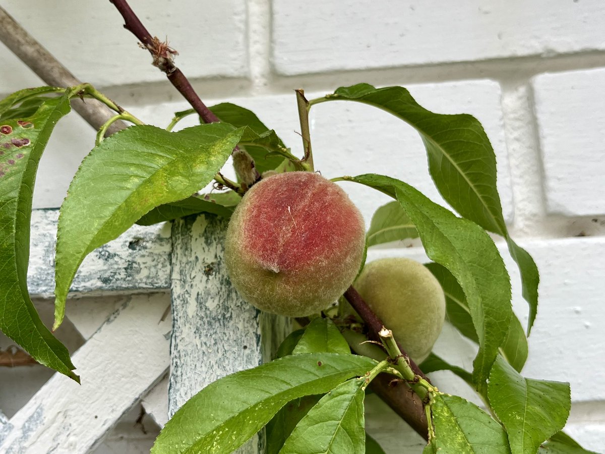 MatronsVeggies's tweet image. Pruned my fan trained peach tree this morning. Thinned out small fruit to grow fewer, larger peaches.
#gyo #allotment #allotmentlife #growyourown #peach 🍑