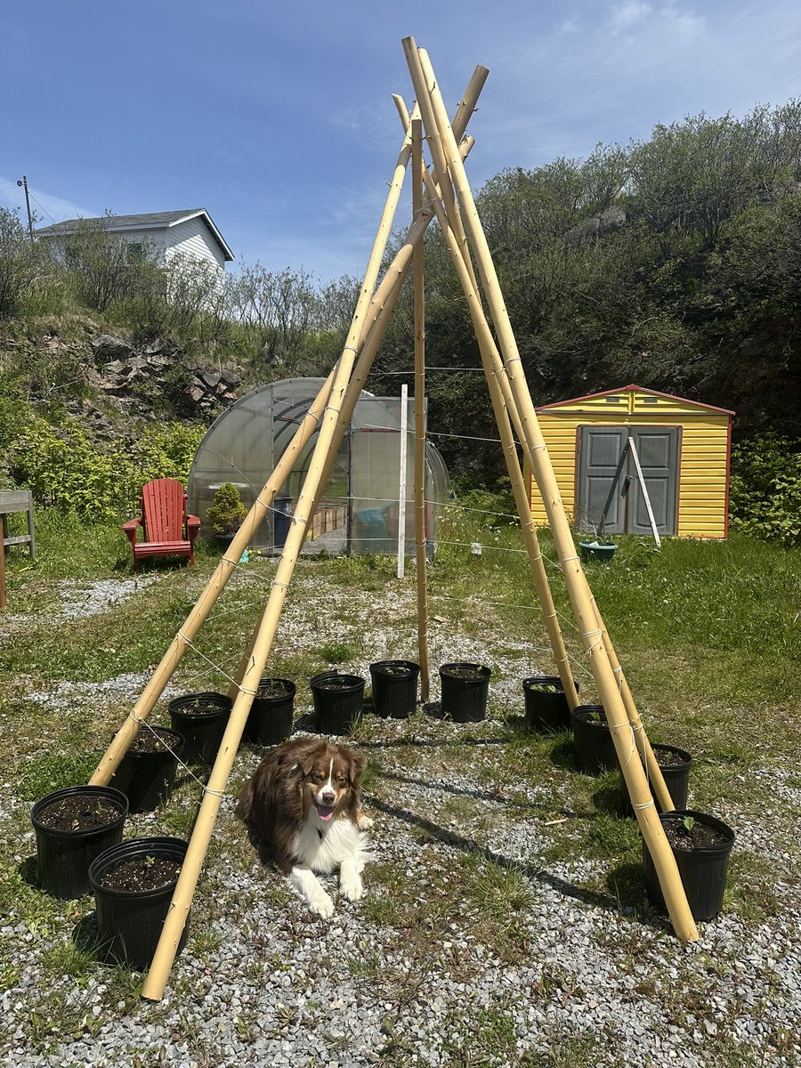 If you’re lucky enough to get to visit Burgeo this summer, across from the park is this gem, our community garden. Feel free to visit, have a picnic and enjoy the garden. It’s wheelchair accessible.