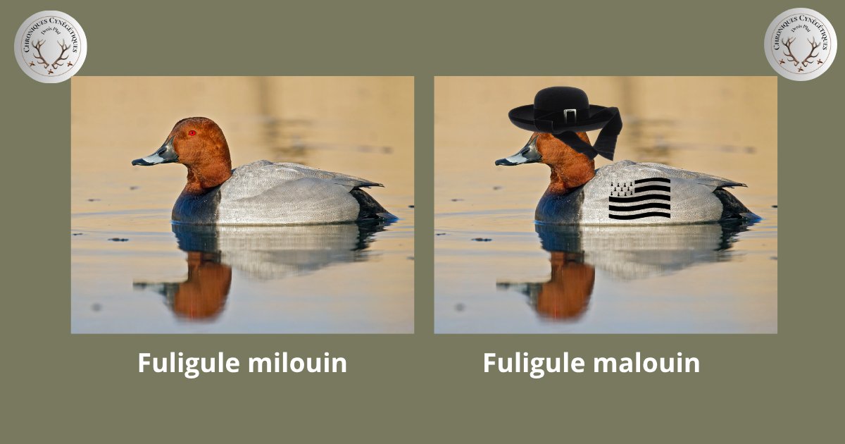 PlatDenis's tweet image. Nouvelle espèce découverte par la ministre  @AgnesRunacher. A inscrire à l'inventaire national du patrimoine naturel.
#canard
#ChassePartage
#chasse
#gibierdeau