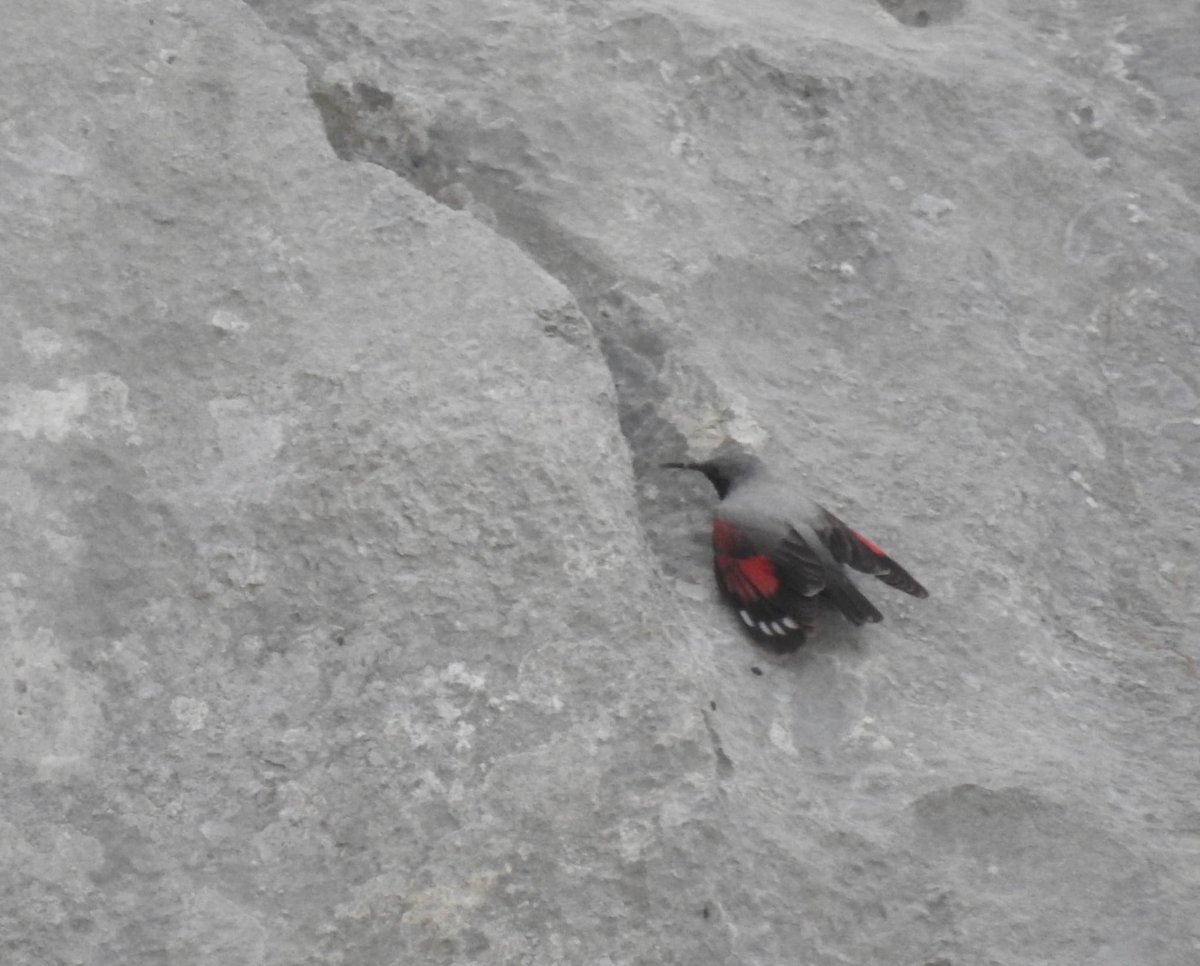 DavidSU26's tweet photo. I spent the last week with some friends in the mountain of León, birdwatching and enjoying the landscapes. The stars of the trip were 3 gray partridges, nests of wallcreepers, rufous-tailed r-t and white-winged snowfinches. https://t.co/VLzs8mkvSQ