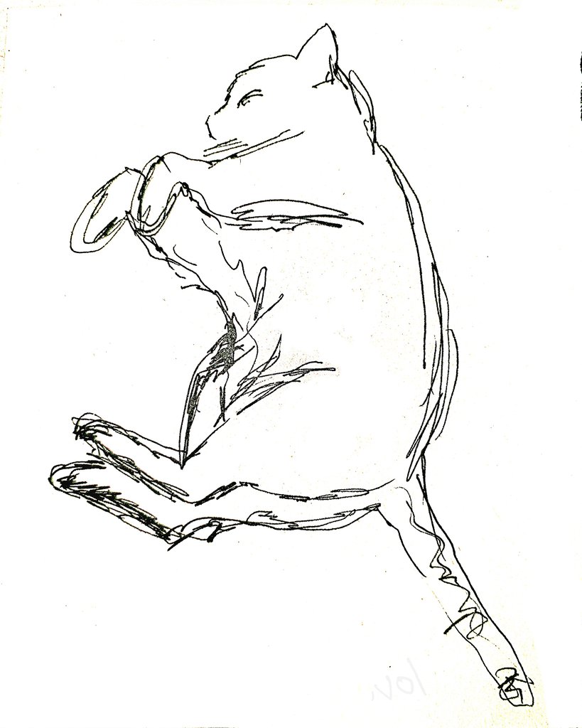 SovolFor's tweet photo. my cat #cats #art #catart #sketchart #sketch #cates https://t.co/9Nq2JM4CwJ