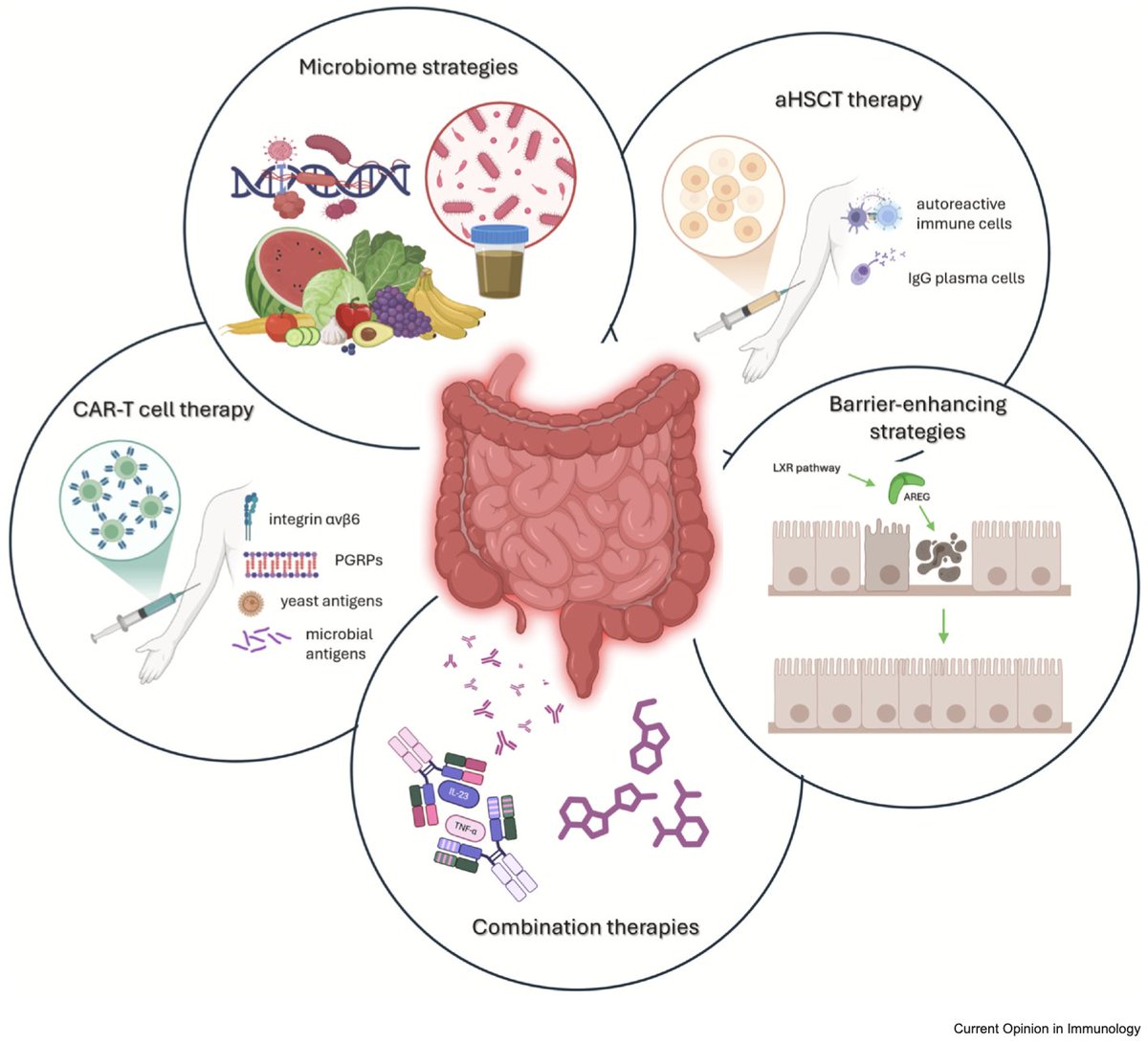 Will it ever be possible to find a definitive cure for #inflammatoryboweldiseases? Find out most recent developments towards this ambitious goal in our latest review edited by <a href="/dnoviello_93/">Daniele Noviello</a> Chiara Amoroso <a href="/federicafacciot/">federica facciotti</a> and Maurizio Vecchi. sciencedirect.com/science/articl….